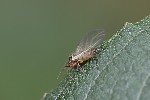 5du34726 - Pterocomma pilosum