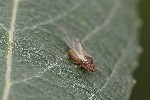 5du34749 - Pterocomma pilosum