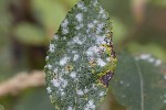 5du34775 - Erysiphe pseudoregularis