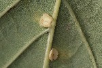 5du34805 - Neuroterus albipes
