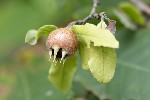 5du34822 - Mespilus germanica