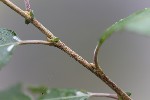 5du34850 - Phyllocnistis ramulicola