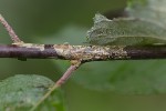5du34862 - Phyllocnistis ramulicola