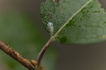 5du34892 - Phyllocnistis ramulicola