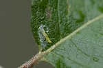 5du34902 - Phyllocnistis ramulicola