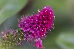 5du34945 - Hebe andersonii
