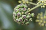 5du34949 - Hedera helix