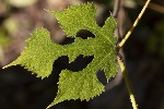 5du34952 - Broussonetia papyrifera
