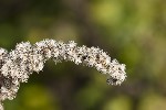 5du34959 - Solidago canadensis
