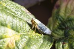 5du34960 - Cicadella viridis