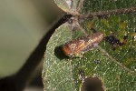 5du34977 - Populicerus populi