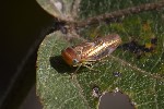 5du34990 - Populicerus populi