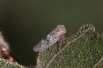 5du35022 - Tremulicerus sp.