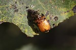 5du35036 - Chrysomela tremula