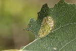 5du35039 - Phyllonorycter sagitella