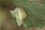 5du35043 - Phyllonorycter sagitella