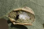 5du35055 - Phyllonorycter sagitella