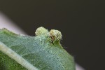 5du35137 - Aculus craspedobius