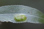 5du35163 - Euura proxima