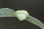 5du35172 - Euura proxima