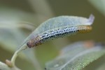 5du35211 - Euura salicis