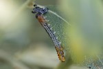 5du35229 - Euura salicis