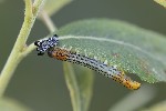 5du35240 - Euura salicis
