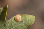 5du35283 - Neuroterus quercusbaccarum