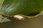 5du35287 - Neuroterus quercusbaccarum