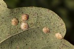 5du35313 - Neuroterus quercusbaccarum