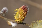 5dv00131 - Salix sp.