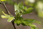 5dv00198 - Crataegus monogyna