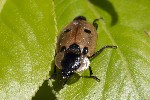 Dendroxena quadrimaculata
