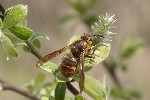 Vespa crabro