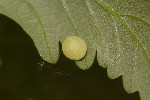 Cynips quercusfolii