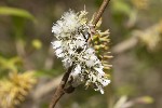 Salix aurita