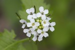 5dv01703 - Alliaria petiolata