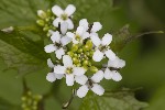 5dv01753 - Alliaria petiolata