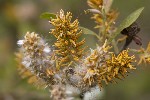 5dv01756 - Salix aurita