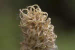 5dv01791 - Salix aurita