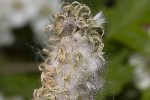 5dv01805 - Salix aurita