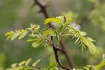 5dv02014 - Robinia pseudoacacia