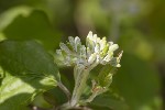 5dv02030 - Cornus sanguinea