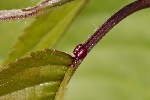 5dv02037 - Prunus avium