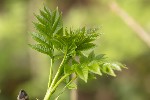 Fraxinus excelsior