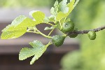 5dv02316 - Ficus carica