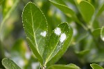 5dv02323 - Erysiphe euonymicola