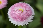 5dv02361 - Bellis rotundifolia
