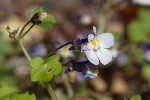 5dv02368 - Cymbalaria muralis