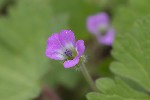 Geranium rotundifolium